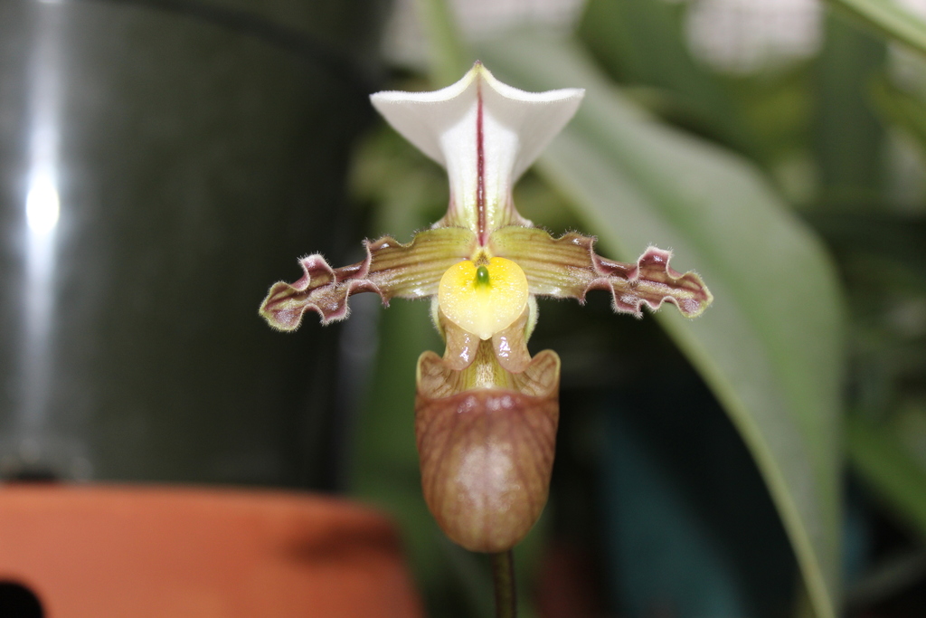 Lan Hai (Paphiopedilum tranlienianum)