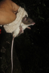 Heteromys desmarestianus