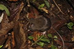 Heteromys desmarestianus