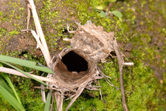 Aptostichus icenoglei