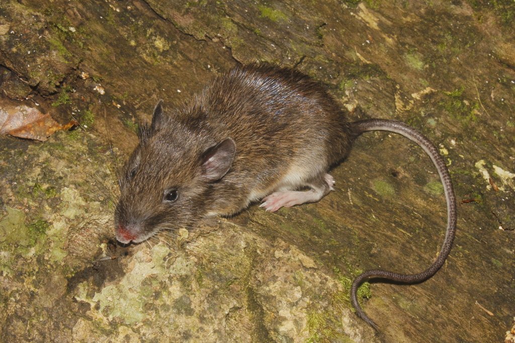 Desmarest's Spiny Pocket Mouse