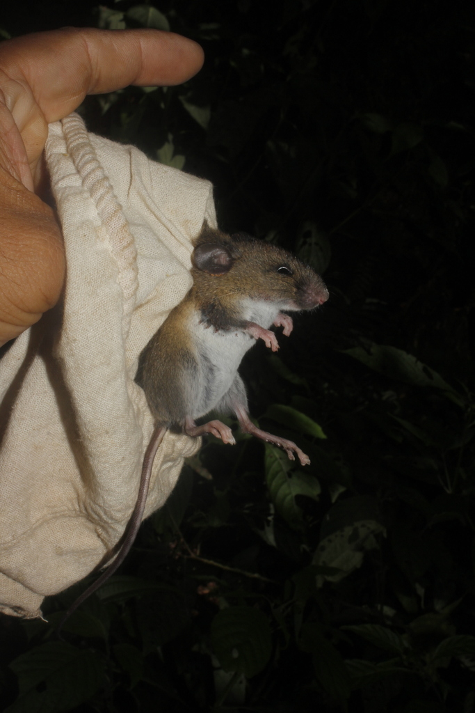 Chapman s Oryzomys