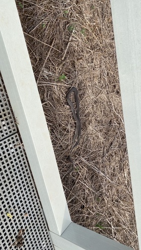 Eastern Brown Snake sighting