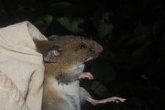 Handleyomys chapmani