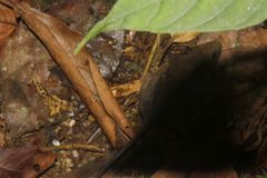 Handleyomys chapmani