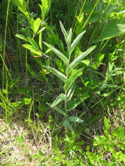 Calystegia spithamaea