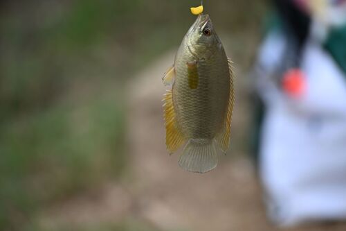 Spotted ctenopoma (Ctenopoma petherici) — Anabantidae — 5