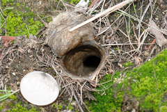 Aptostichus icenoglei