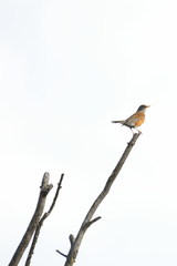 Turdus rufopalliatus