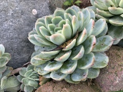 Echeveria elegans