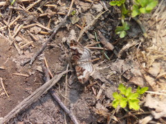 Xanthorhoe biriviata