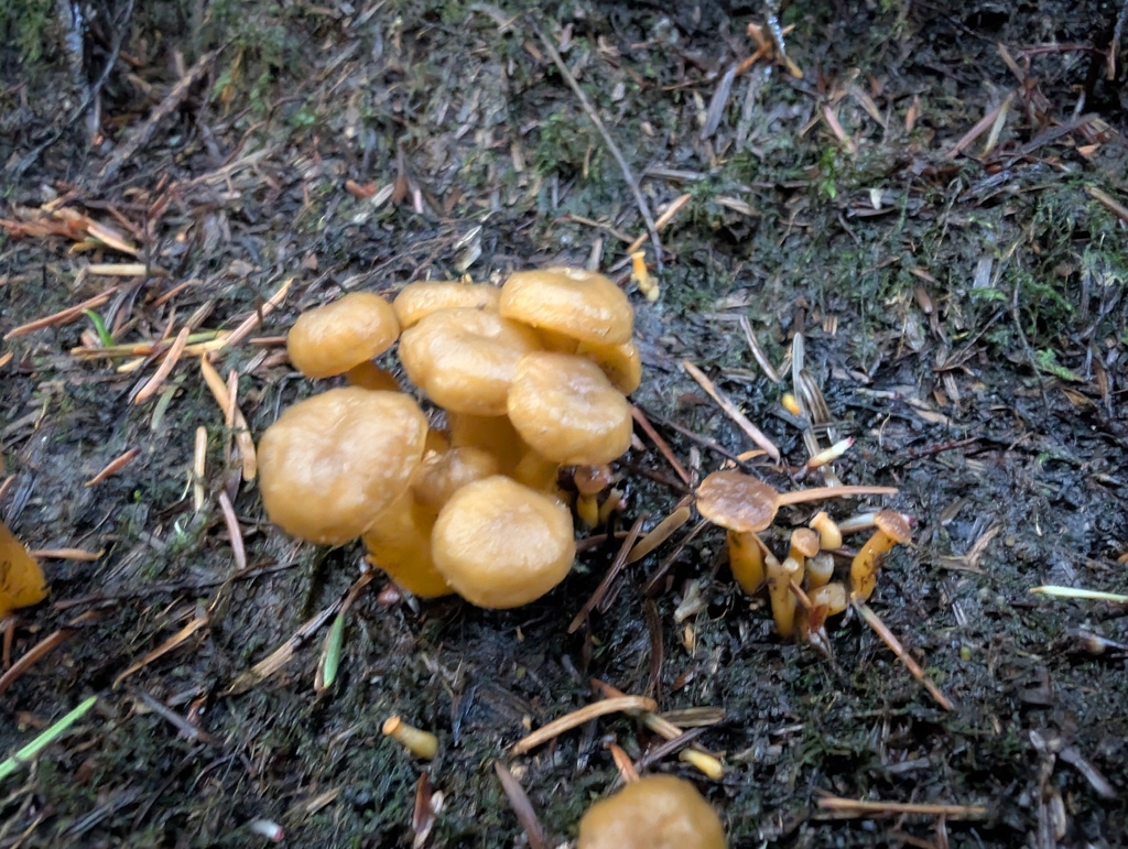Craterellus tubaeformis · November 2025 · photo: © simonele (iNaturalist, cc-by)