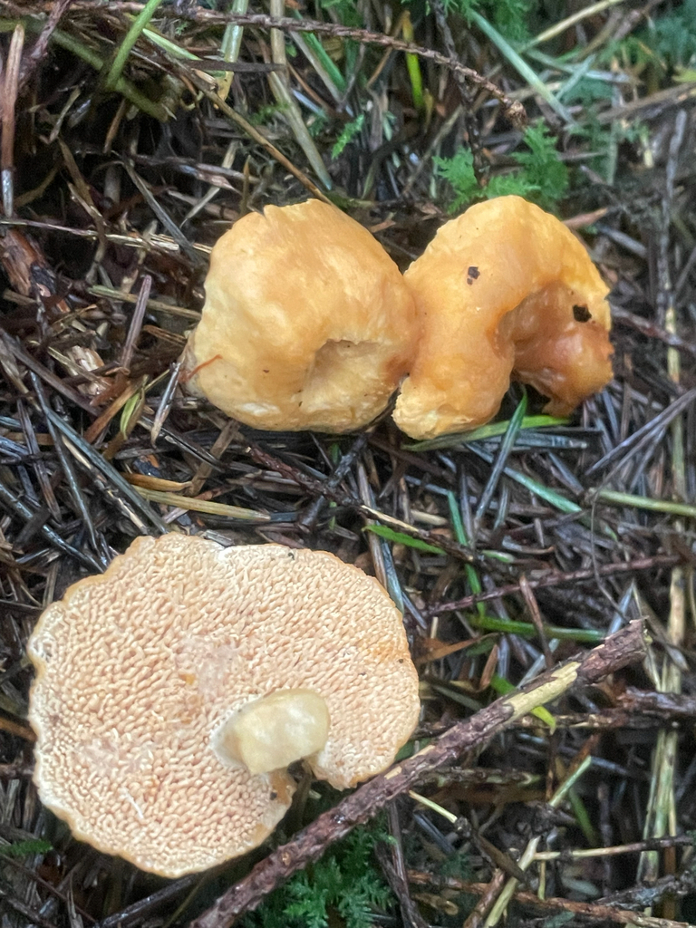 Hydnum rufescens · November 2025 · photo: © fernium (iNaturalist, cc-by)