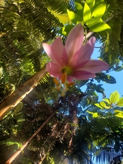 Passiflora tarminiana, recorded fruiting