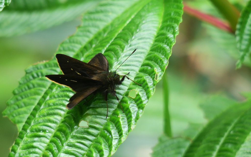 Psoralis degener
