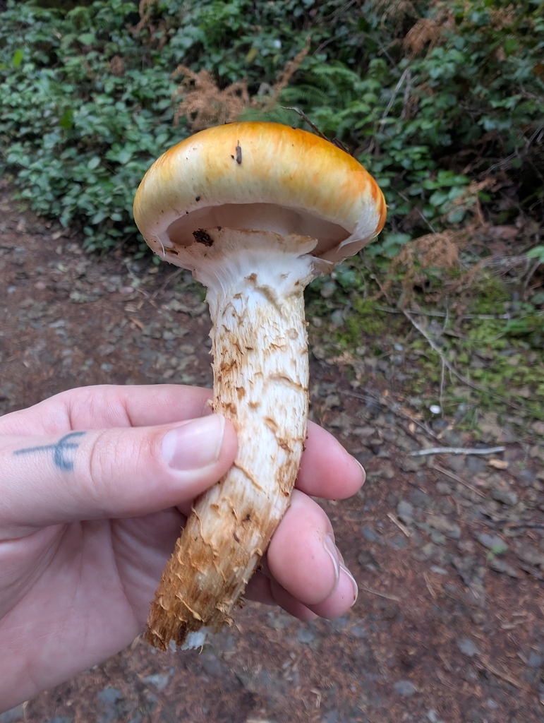 Tricholoma focale