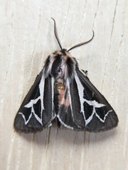 Apantesis williamsii