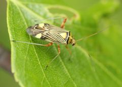 Rhabdomiris striatellus