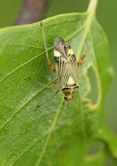 Rhabdomiris striatellus