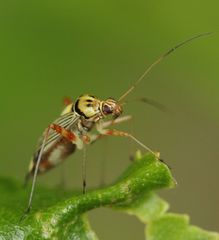 Rhabdomiris striatellus