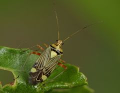 Rhabdomiris striatellus