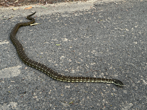 Diamond Python sighting