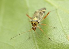 Rhabdomiris striatellus