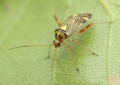 Rhabdomiris striatellus