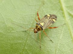 Rhabdomiris striatellus