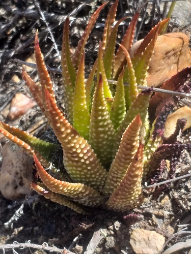 Tulista kingiana