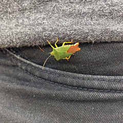 Acanthosoma crassicaudum