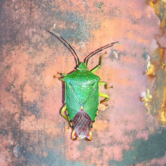 Acanthosoma crassicaudum