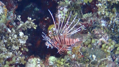 Pteropterus antennatus