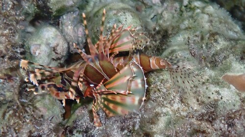 Dendrochirus zebra