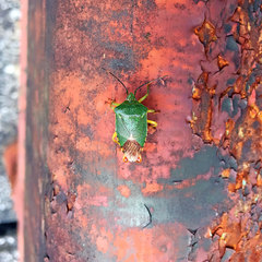 Acanthosoma crassicaudum