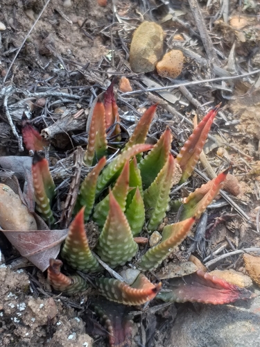Tulista kingiana