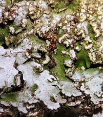 Physconia leucoleiptes