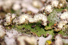 Physconia leucoleiptes