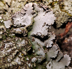 Physconia leucoleiptes