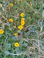 Bidens anthemoides