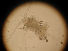 Neocopepoda