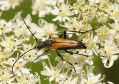 Anastrangalia dubia