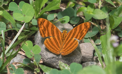 Chersonesia intermedia