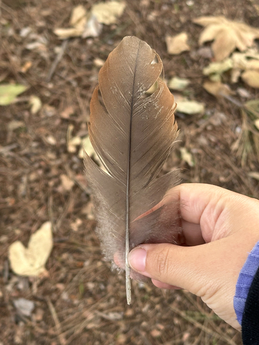 Plume de Ouette d'Égypte
