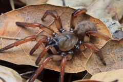 Aptostichus atomarius