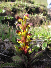 Pedicularis flammea