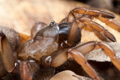 Aptostichus dantrippi