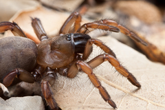 Aptostichus dantrippi