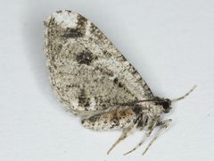 Stamnodes albiapicata