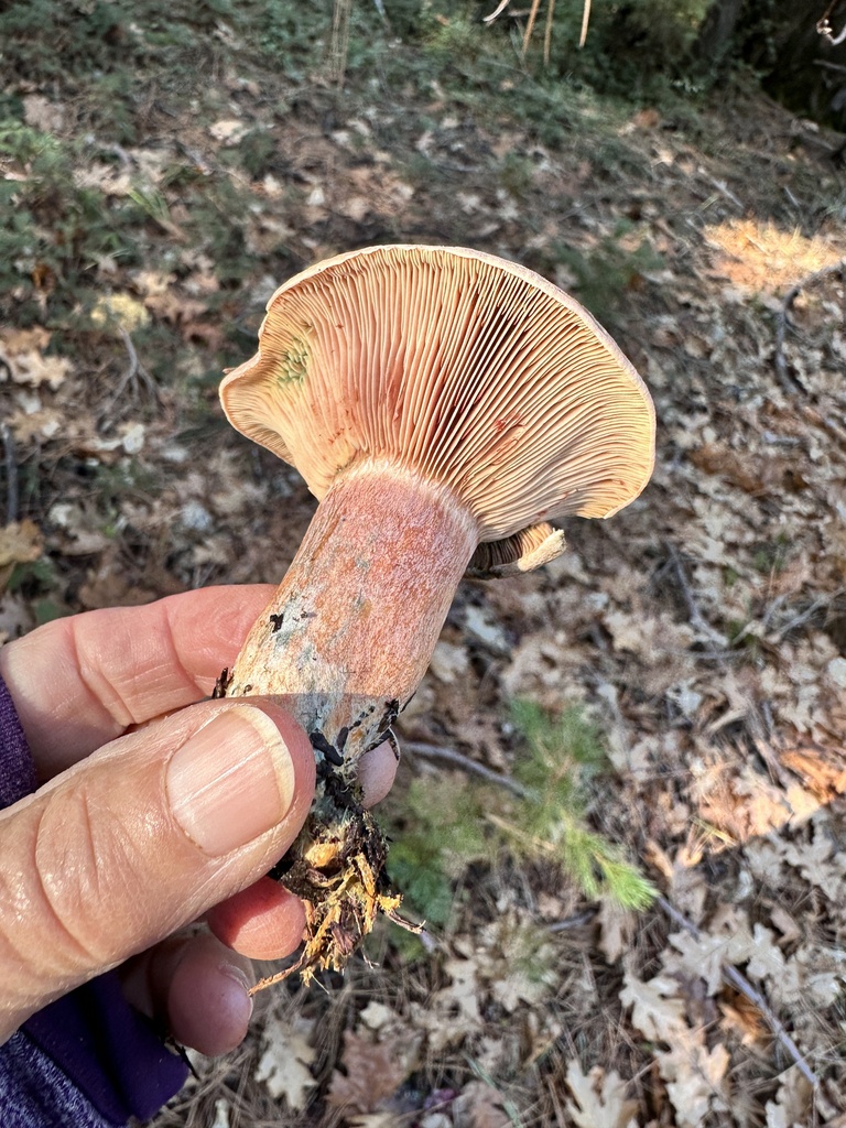 Lactarius rubrilacteus · November 2025 · photo: © grnleaf (iNaturalist, cc0)